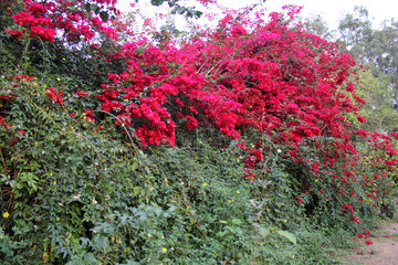 Wall Mural - Flores