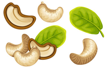 Wall Mural - Set cashew and leaf. Isolated vector illustration on white background.