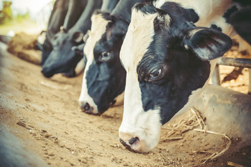 Milk cows on the farm are eating food dairy farm