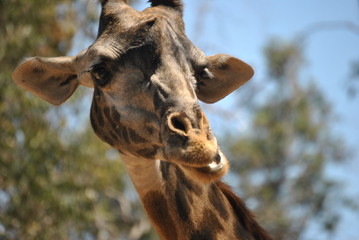 Giraffe Portrait 1