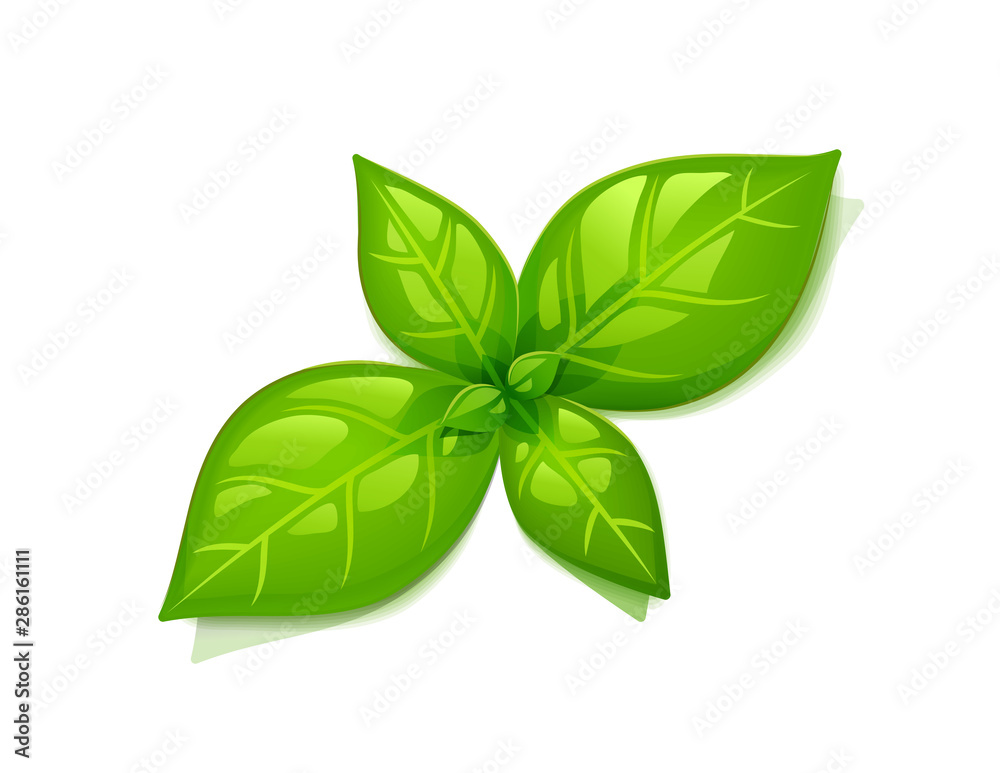 Green Basil Leaf. Top view. Isolated on White Background. Plant with leaves. Herbal organic product. Cooking spicy ingredient. Eps10 vector illustration. - obrazy, fototapety, plakaty 