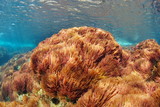 Red algae, harpoon weed, Asparagopsis armata, underwater in the Mediterranean sea, Spain, Costa Brava