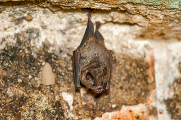 Seba s short tailed bat photographed in Linhares, Espirito Santo. Southeast of Brazil. Atlantic Forest Biome. Picture made in 2012.