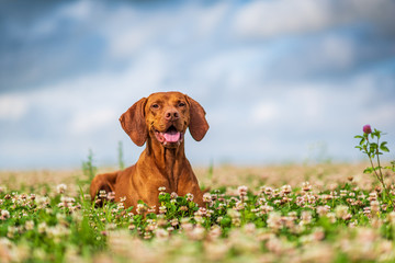 Hungarian magyar vizsla closeup.