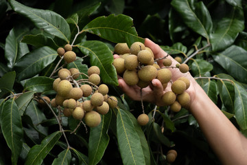 Caring for the longan.