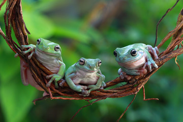 Australian white tree frog on branch