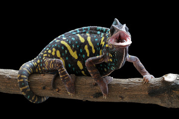 Wall Mural - beautiful chameleon veiled female on branch with black background, animal closeup