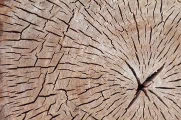 Wooden circle of the tree with rings.Old tree.