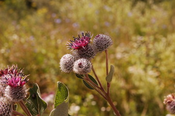 Wall Mural - A wild burdock outdoors macro