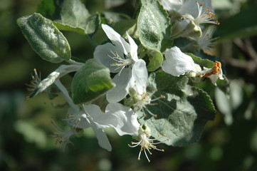 Wall Mural - White flowers blooming tree in summer