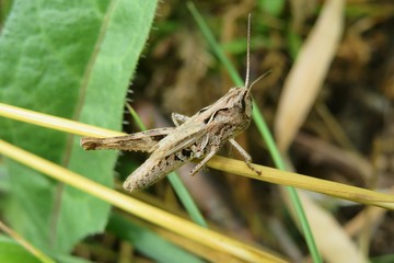 Brown grasshopper on grass in the meadow, closeup