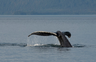 Wall Mural - Humpback Whale Fluke