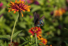 Pipevine Swallowtail Butterfly On Zinnia