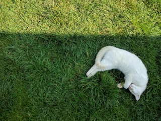 cat on grass