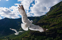 Seagull In Sky. Aurlandsfjord, Norway. July 2019