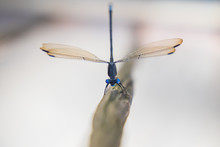 Blue Dasher Dragonfly Close-up