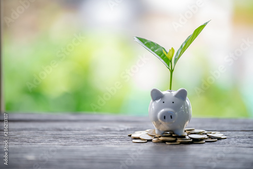 Cuadros en Lienzo Pig piggy bank and seedlings grown on bottles - investment ideas for growth