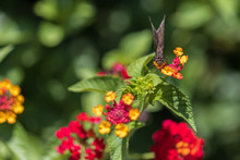 Horace's Duskywing Butterfly On Lantana, Close-up