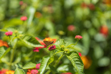 Fiery Skipper, Butterfly Sitting On Lantana Flowers, Close-up