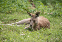 A Wild Eastern Grey Kangaroo Lying Down On Grass In A Patch Of Sunlight In A Forest, Queensland, Australia.