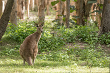A Wild Eastern Grey Kangaroo Looking Back Over Its Shoulder. In A Sunny Patch Of Grass In A Forest In Queensland, Australia.