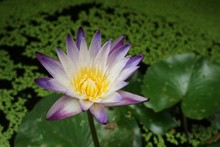 Purple White Lotus In Pound