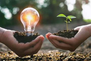 Wall Mural - hand holding young plant and ligh bulb. concept saving energy. eco earth day