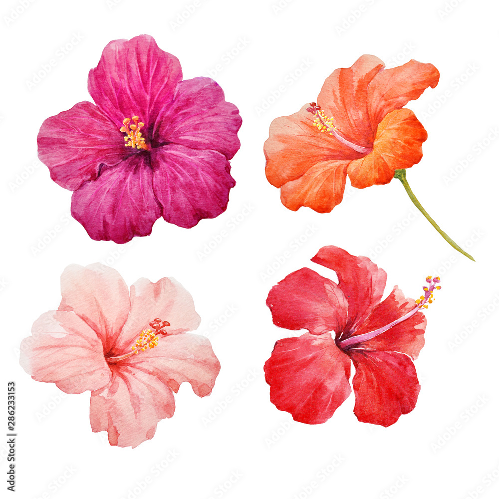 Watercolor hibiscus illustrations set Stock Illustration | Adobe Stock