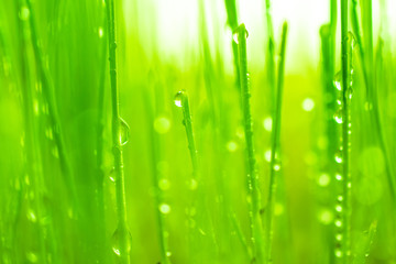 Drop water on green wheat grass