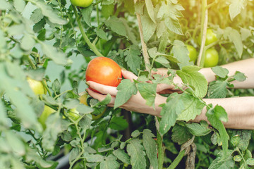 Young woman farmer agronomist collects fresh vegetables tomatoes in a greenhouse. Organic raw products grown on a farm