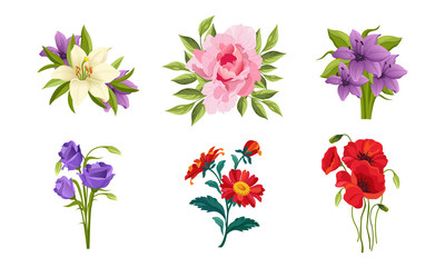 Wall Mural - Beautiful Flowers Set, Lily, Peony, Poppy, Gerbera Vector Illustration