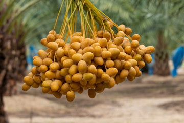 Close up bunch of date palms plantation, tropical agriculture economy business industry start up in Thailand