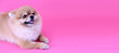 Pomeranian dog with pink backdrop and copy space.