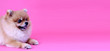 Pomeranian dog with pink backdrop and copy space.