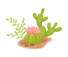 Two Cacti Of Different Shapes. Vector Illustration On A White Background.
