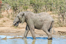 Muddy African Elephant. Loxodonta Africana, Drinking Water