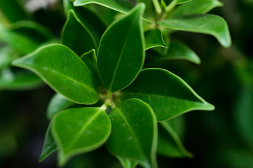 Wall Mural - Dark green leaves for background,selective focus