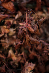 Colorful season close up shot of autumn brown leaves.