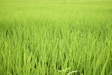 Fototapeta  - Green young rice crop in the field