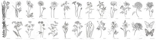 Fotografía Collection of hand drawn flowers and herbs