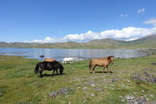 Chevaux Au Bord Du Lac, Mongolie