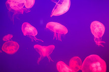 Pink Jellyfish In Blue Transparent Water Close-up, Sea Background