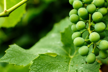 Bunch of growing white grapes on natural background