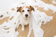 Dog mischief. Jack russell with guDog mischief. Jack russell with guilty expression after play unrolling toilet paper. Disobey concept.