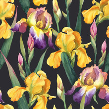  Seamless Pattern Of Purple And Yellow Iris Flowers And Leaves On Dark Background.