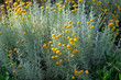 Helichrysum flowers on green nature blurred background. Yellow flowers for herbalism cultivation in garden. Medicinal herb.