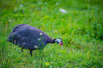 guinea fowl - Numida meleagris f. domestica