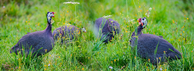 guinea fowl - numida meleagris f. domestica
