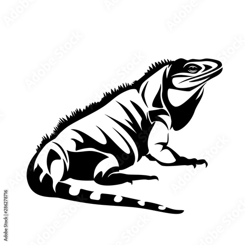 iguana lizard black and white vector outline - pet reptile side view design Poster Mural XXL