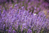 Fototapeta Lawenda - Close up of lavender flowers full of insects like bees and hornets